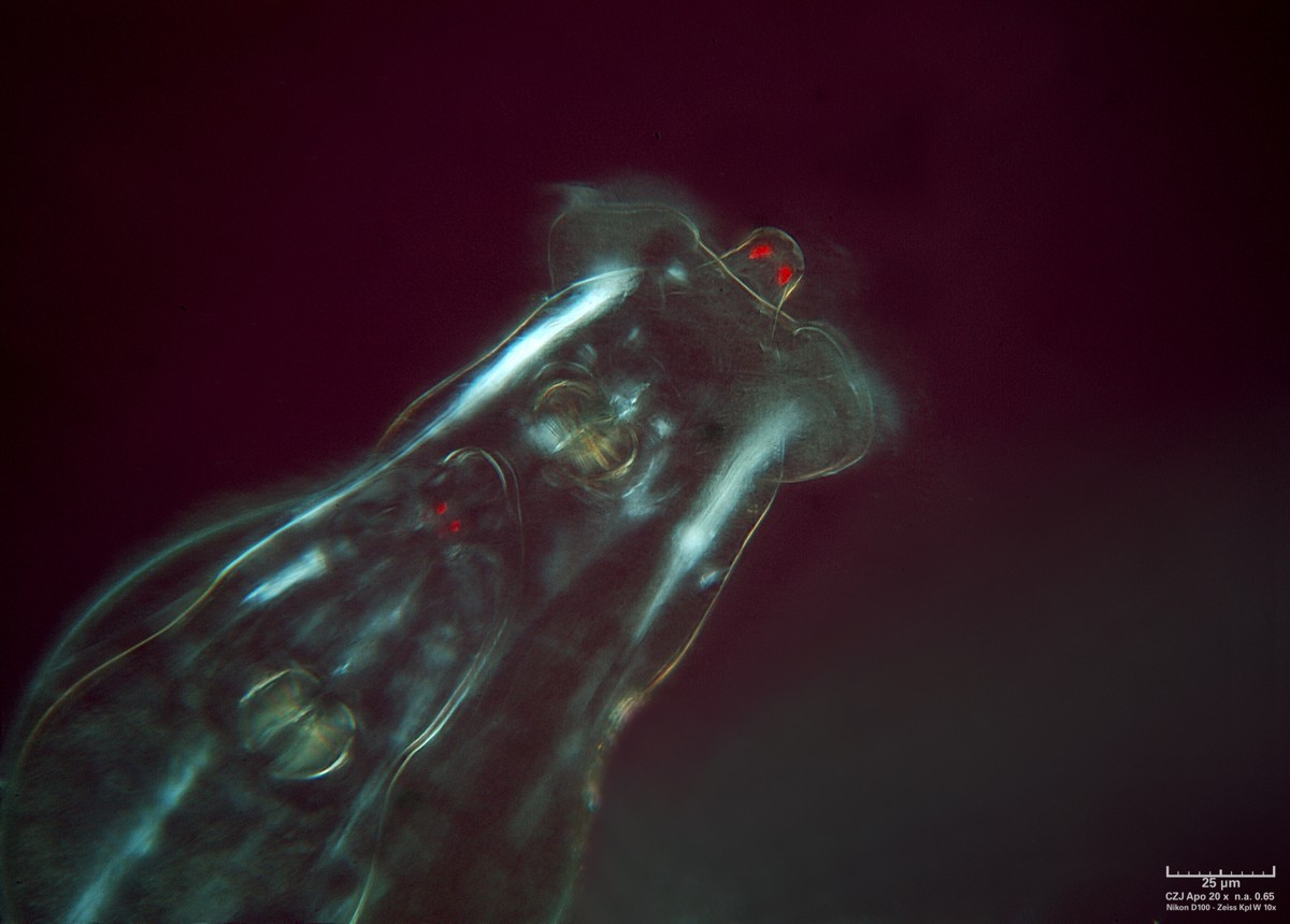 Obbiettivi russi con Marchio sconosciuto